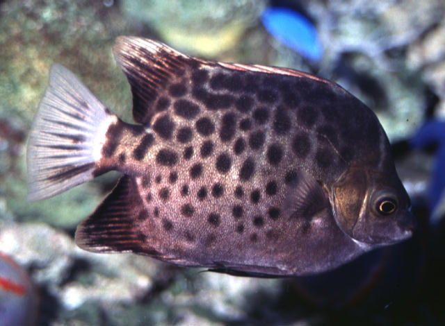 Scatophagus argus